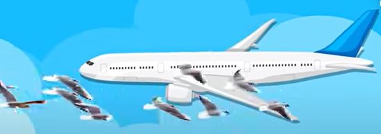 why bird strikes happen to the airplane